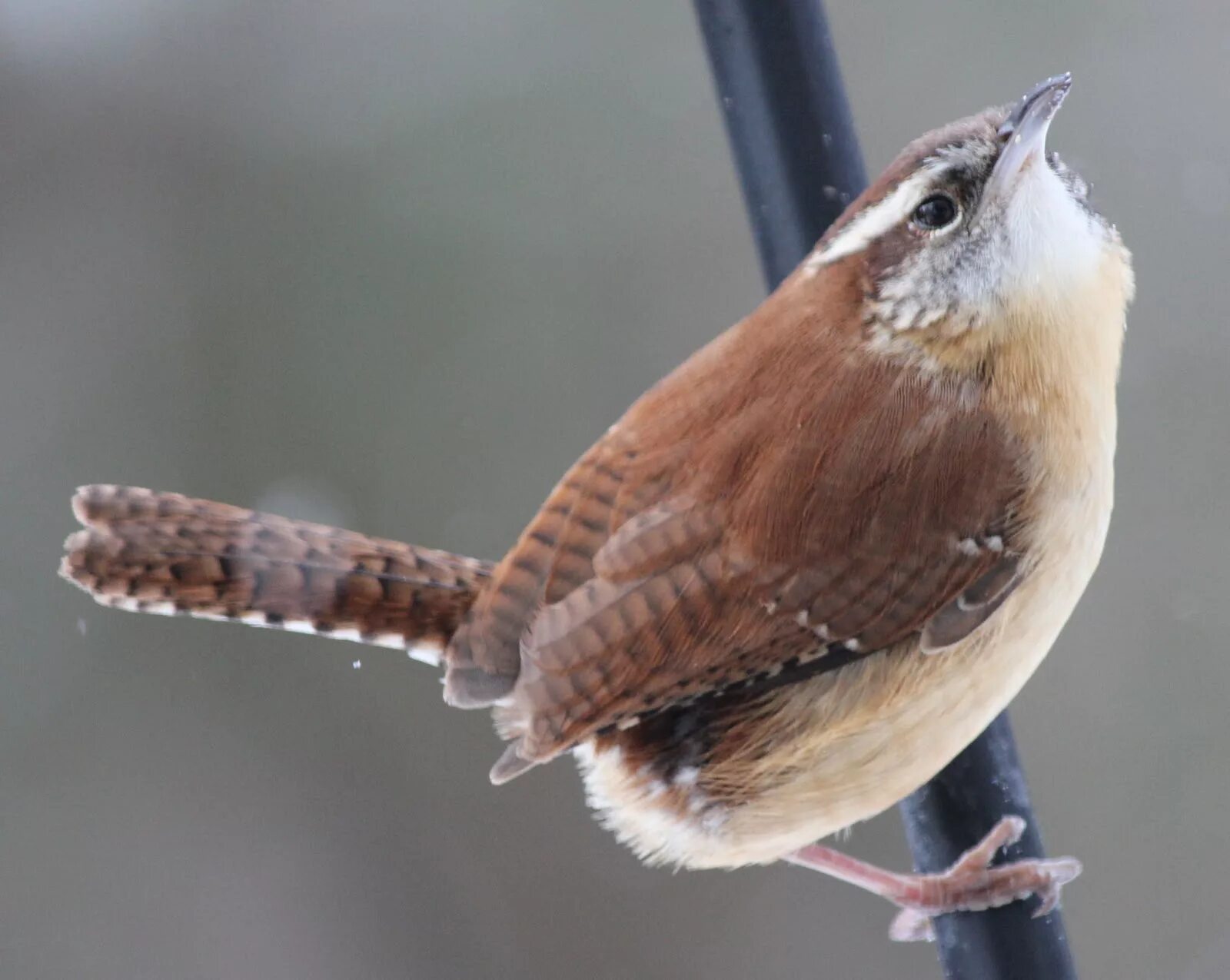 Brown bird. Птица коричневого цвета. round brown bird. brown bird группа.