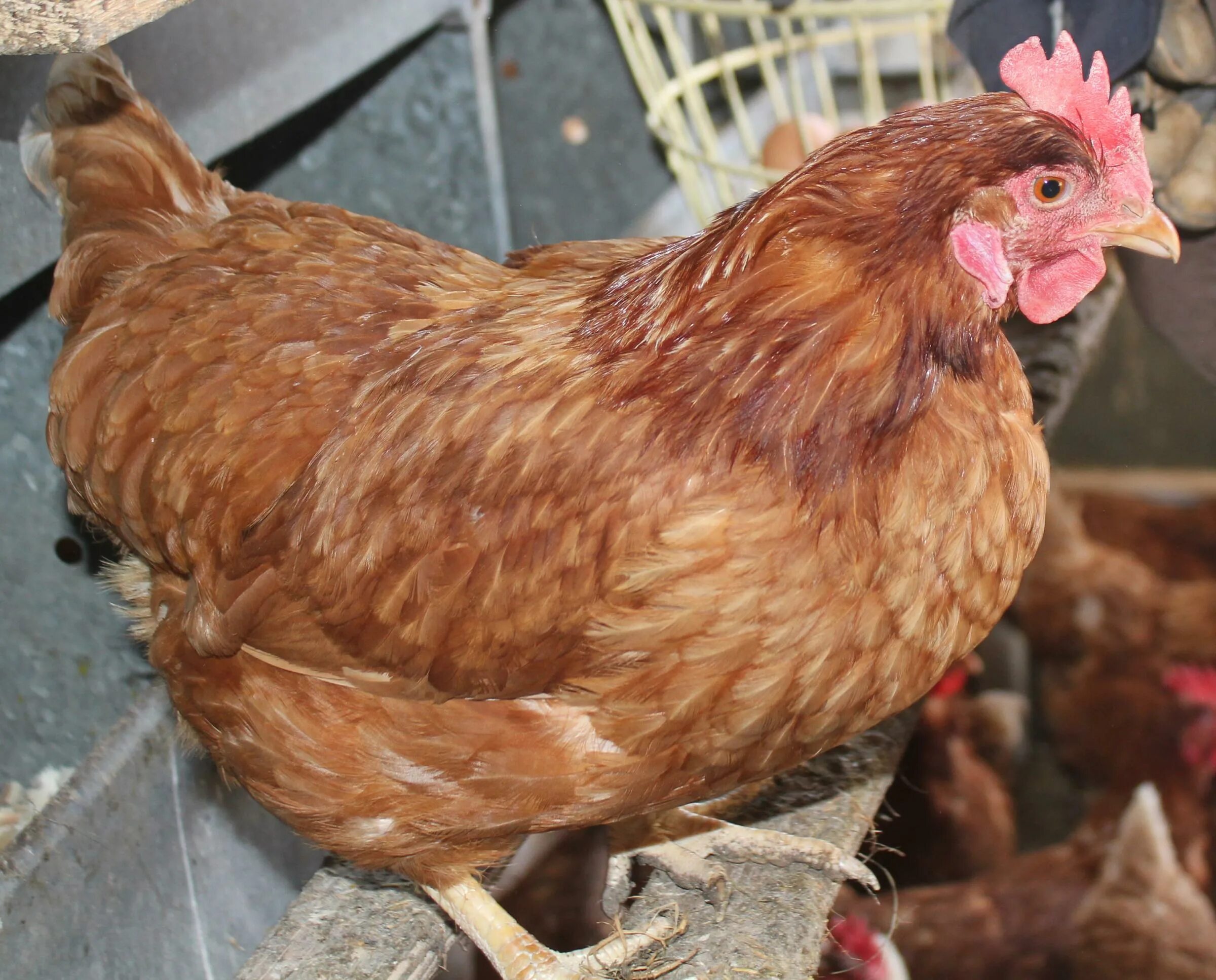 куры несушки ломан браун. куры недорого. корол куры несушки. куры несушки хайсекс браун. куры несушки видное.
