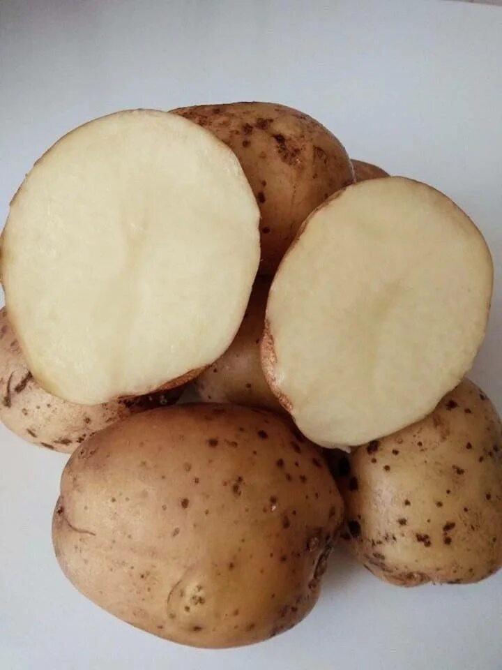 Сифра картофель характеристика. Сорт картофеля Сифра. Сорт картофеля Пикассо. Картофель семенная Сифра. Картофель семена Сифра Рамона.