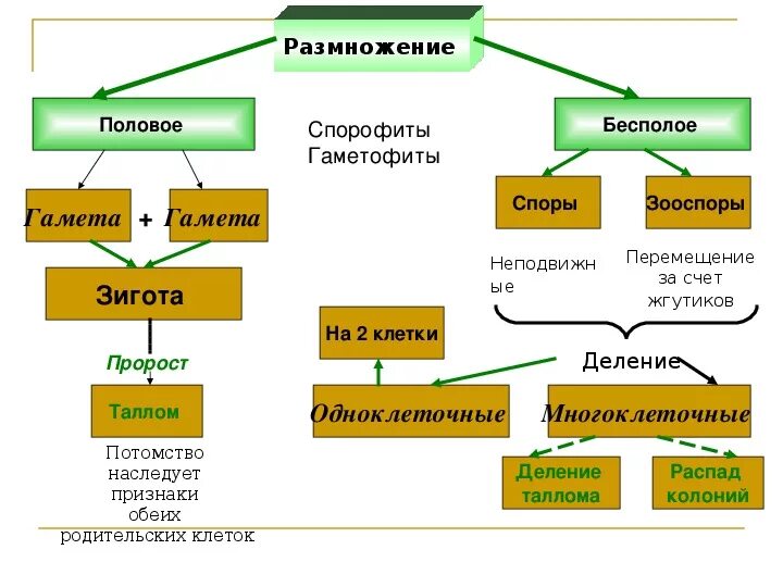 Отличия бесполого размножения