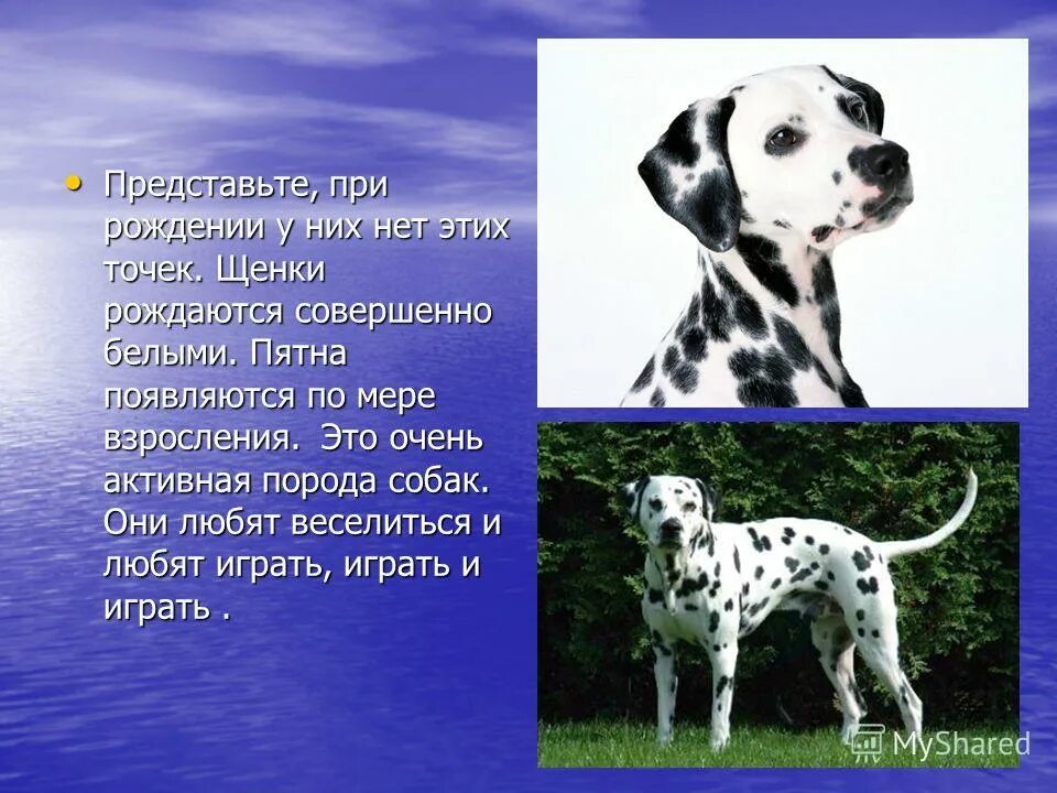 400 пород собак. рассказать о породе собак. собака для презентации. описание собаки. презентация на тему породы собак.