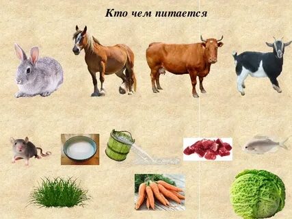 Кто что кушает
