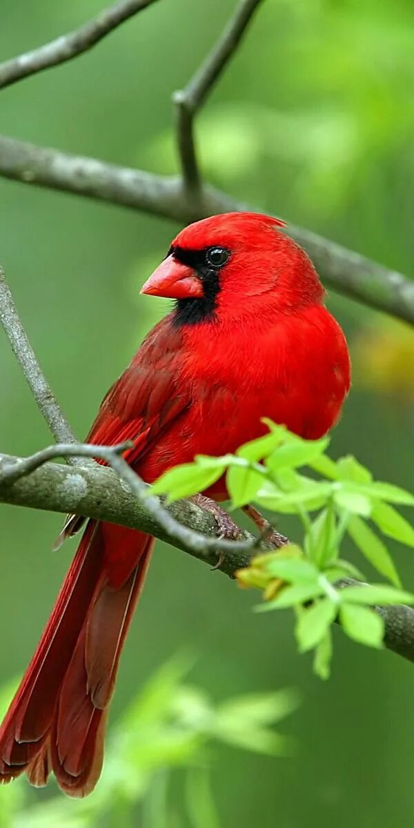 Группа красные птицы. Алый Кардинал. Алая пиранга. Попугай Кардинал. Красный Кардинал.