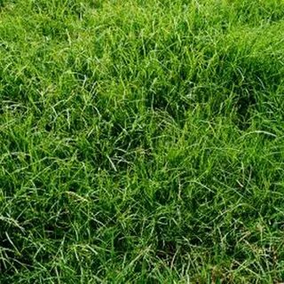 Grass grows