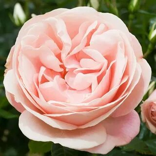 Grow rose