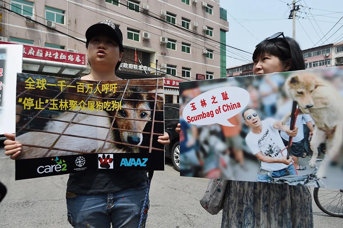 Китайская петиция. Фестиваль поедания собак и собачьего мяса в Китае. Фестиваль собачьего мяса в Корее.