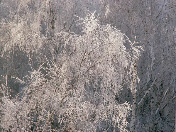 Гольяновский парк зимой. Николай елей. Летопись зимы. Зима 2009-2010 в россии. Летопись зимы.