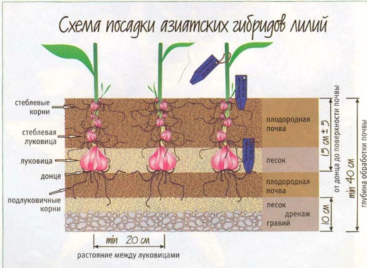 Глубина посадки лилии в открытый грунт. Лилии глубина посадки луковиц. Схема посадки азиатских лилий. Глубина посадки луковиц лилии схема. На каком расстоянии сажать лилии друг