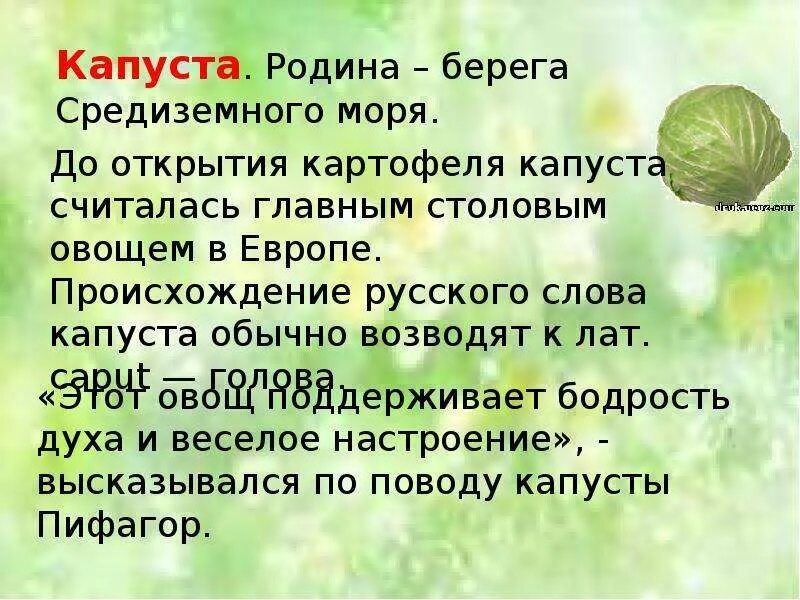 Родина капусты. Родина капусты белокочанной. Капуста Родина происхождения. Происхождение слова капуста.