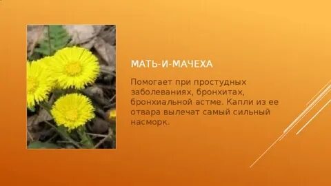 Мачеха помогла стояка мачеха