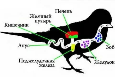 Зоб у птиц