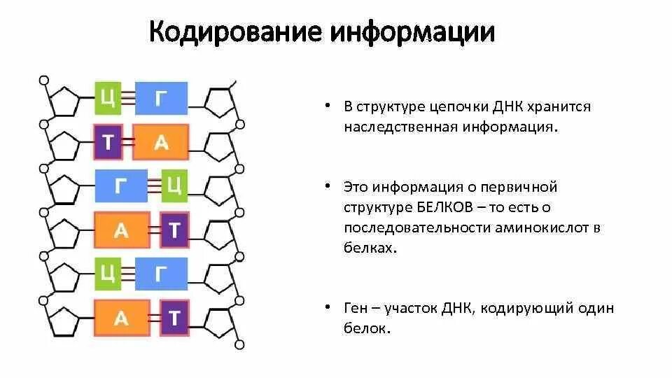 Днк носители информации. Первичная структура закодированного белка. кодирование наследственной информации. принцип кодирования генетической информации. кодирование и реализация биологической информации в клетке.