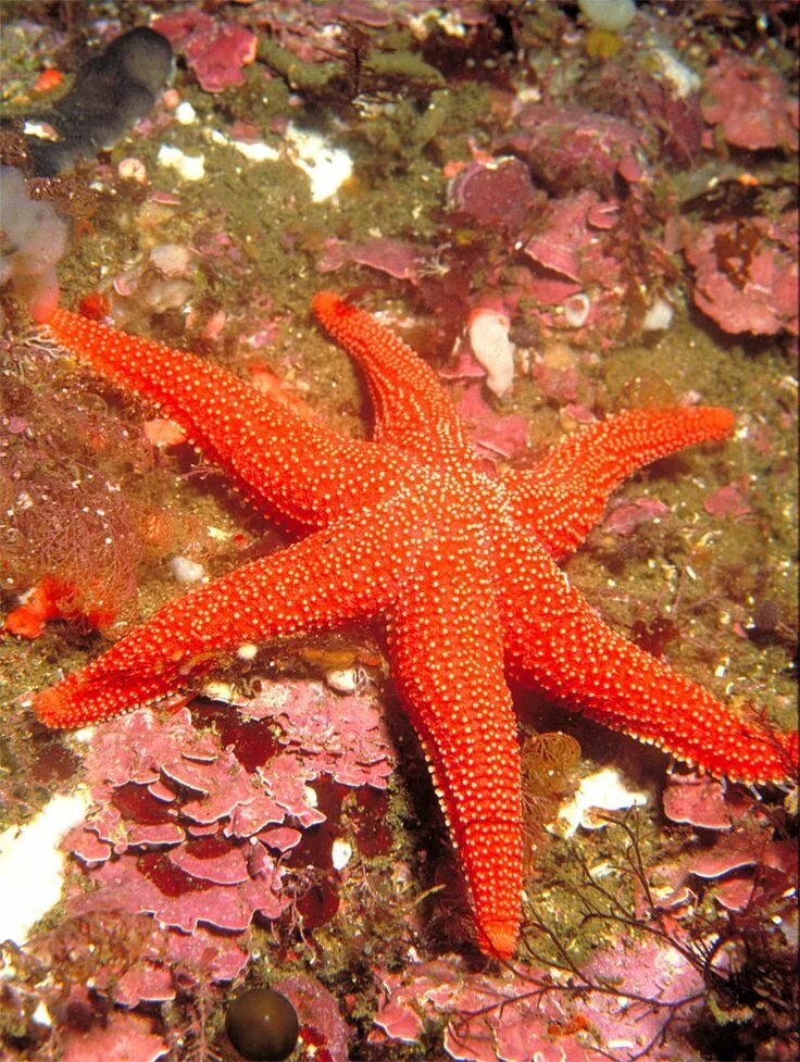 Red Cushion Sea Star Wild Kratts Wiki Fandom
