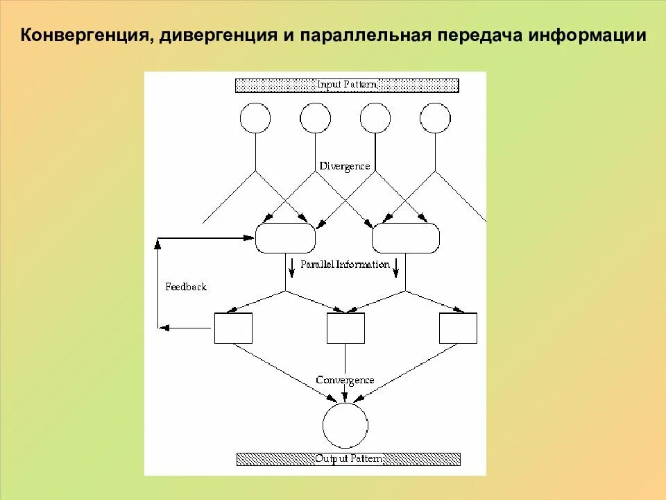 Конвергенция. Параллельная передача информации. Конвергентные процессы. Конвергенция сенсорных систем.