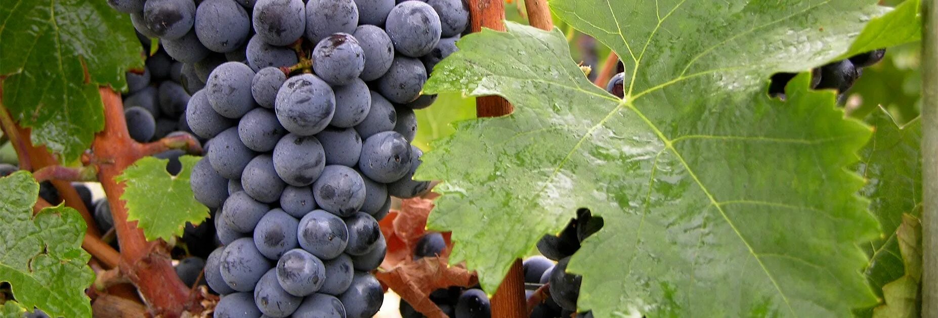 Каберне совиньон какой сорт винограда. Мерло сорт винограда. cabernet sauvignon grapes. виноград каберне (5 лет). виноград каберне (4 года).