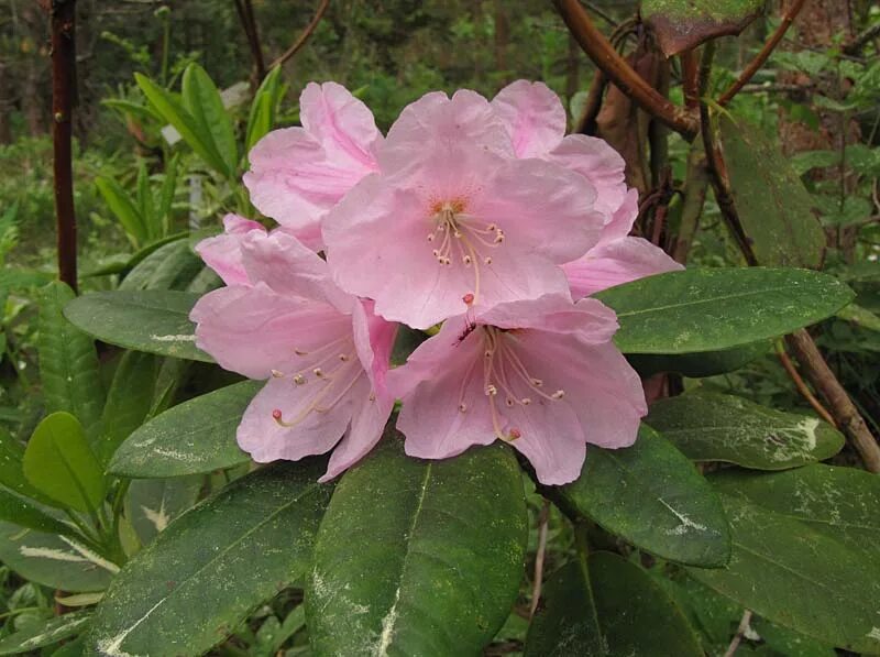 Рододендрон roseum elegans. Рододендрон катавбиенс грандифлорум. Рододендрон отзывы садоводов. Рододендрон гибридный похйолас дотер. Рододендроны кавтебинский.