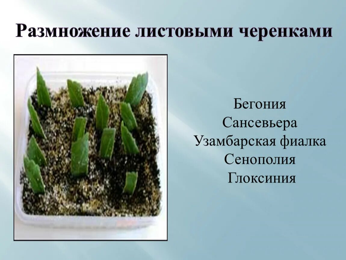 Способ размножения листовыми черенками. Сансевьера щучий хвост вегетативного размножения. сансевьера размножение листовыми черенками. вегетативное размножение листовыми черенками. вегетативное размножение сансьера.