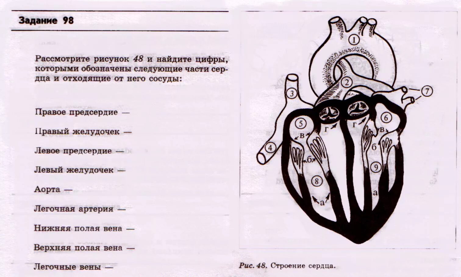 Задание 1 рассмотрите рисунок. Сердце человека задания. Строение сердца задание. Строение и работа сердца. Задания. Задания по анатомии.