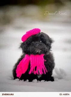 Ф 1 собака