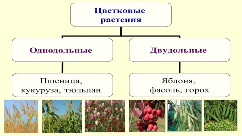 Однодольные это отдел или класс. Какие растения Однодольные и двудольные. Однодольные и двудольные растения примеры. Представители двудольных растений. Представители однодольных и двудольных растений.