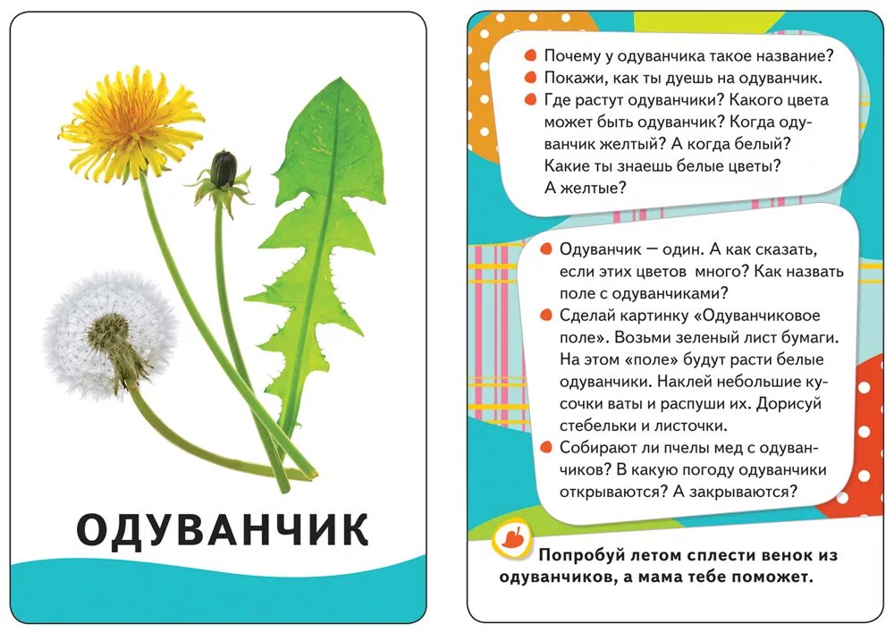 Почему одуванчик так называется. Одуванчик карточка. карточка одуванчик для детей. одуванчик задания для детей. умные карточки.