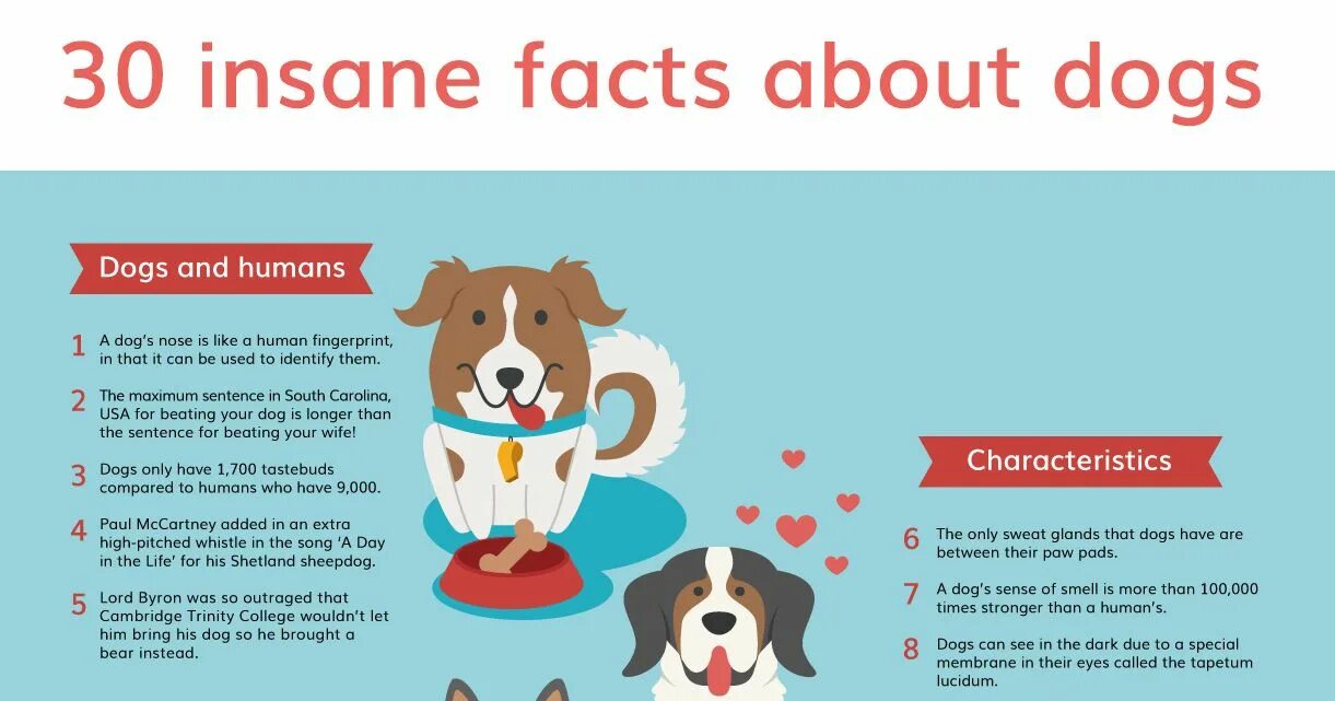 Mike has a small dog перевод. Facts about Dogs. Facts about Dogs for Kids. Инфографика собаки. Interesting facts about Dogs.