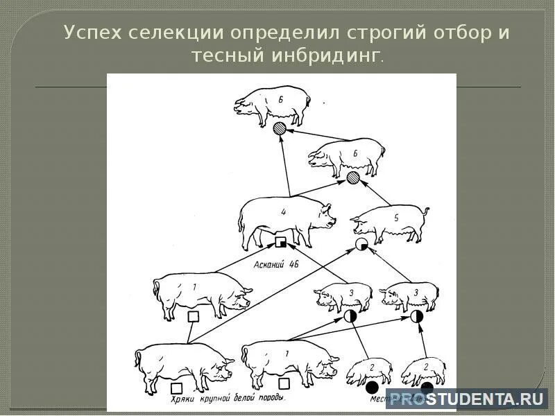 Скрещивание породистых слов для эрудированного читателя. Инбридинг метод селекции. инбридинг в селекции животных. инбридинг примеры животных. близкородственное скрещивание в селекции животных.