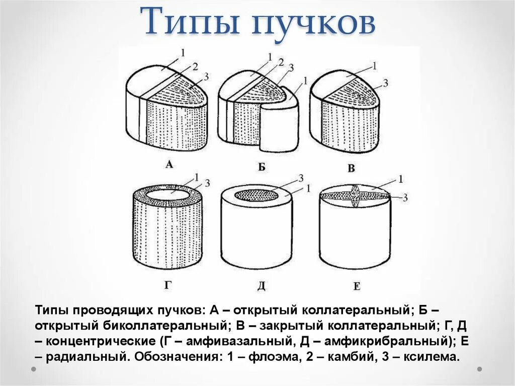 Закрытый пучок. Типы проводящих Пучков рисунки. Различные типы сосудисто-волокнистых Пучков. Типы проводящих Пучков растений таблица. Типы сосудисто-волокнистых Пучков таблица.