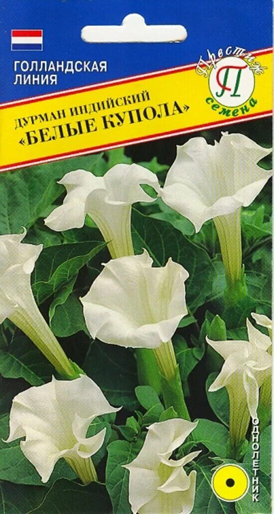Дурман семена цветов. Дурман цветок семена. Датура (дурман) махровый гигант. Дурман датура семена. Дурман метел балерина микс.