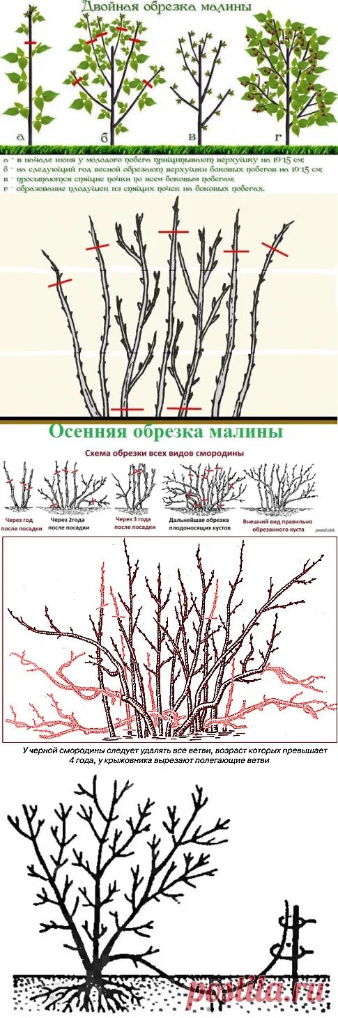 Схема обрезки малины. Обрезка малины схема. Обрезка малины летом. Обрезка малины весной. Обрезка малины весной как правильно
