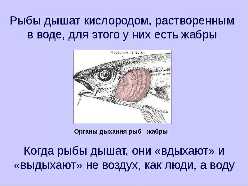Как дышат рыбы в воде. Дыхательная система рыб жабры. Органы дыхательной системы у рыб. Как дышат рыбы. Рыбы дышат кислородом растворенным в воде.