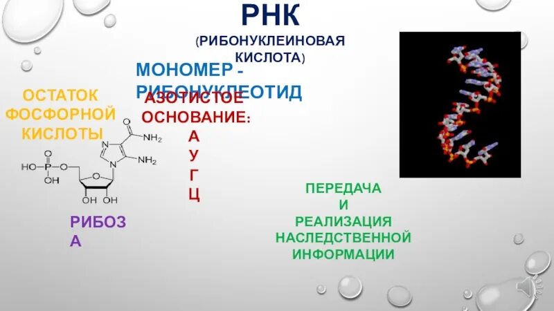 Рибонуклеиновая кислота. Мономер РНК. Рибонуклеиновая кислота формула. Рибонуклеиновая кислота строение.