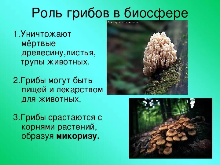 Роль грибов в биосфере. Значение грибов в биосфере. Грибы роль в биосфере. Роль грибов в жизни человека.