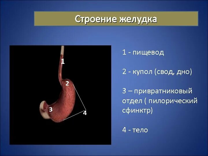 Структура пищевода. Пищевод и желудок анатомия. Строение пищевода и желудка. Строение желудка и пищевода человека схема.