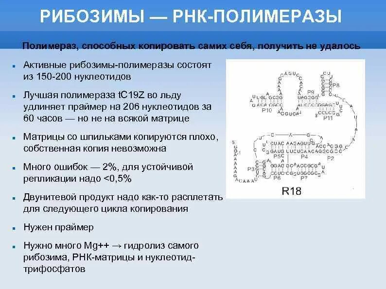 Каталитическая рнк. Рибозим РНК. Каталитические РНК. Типы РНК полимераз. РНК-ферменты – рибозимы.