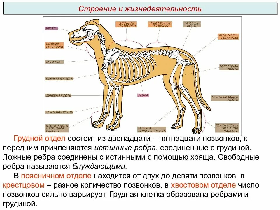 Особенности строения зверей