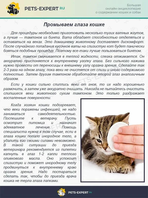 Вылечить глаза котенку. Чем можно промыть глаза котенку. чем промывать глаза котятам. протирать глаза котенку.