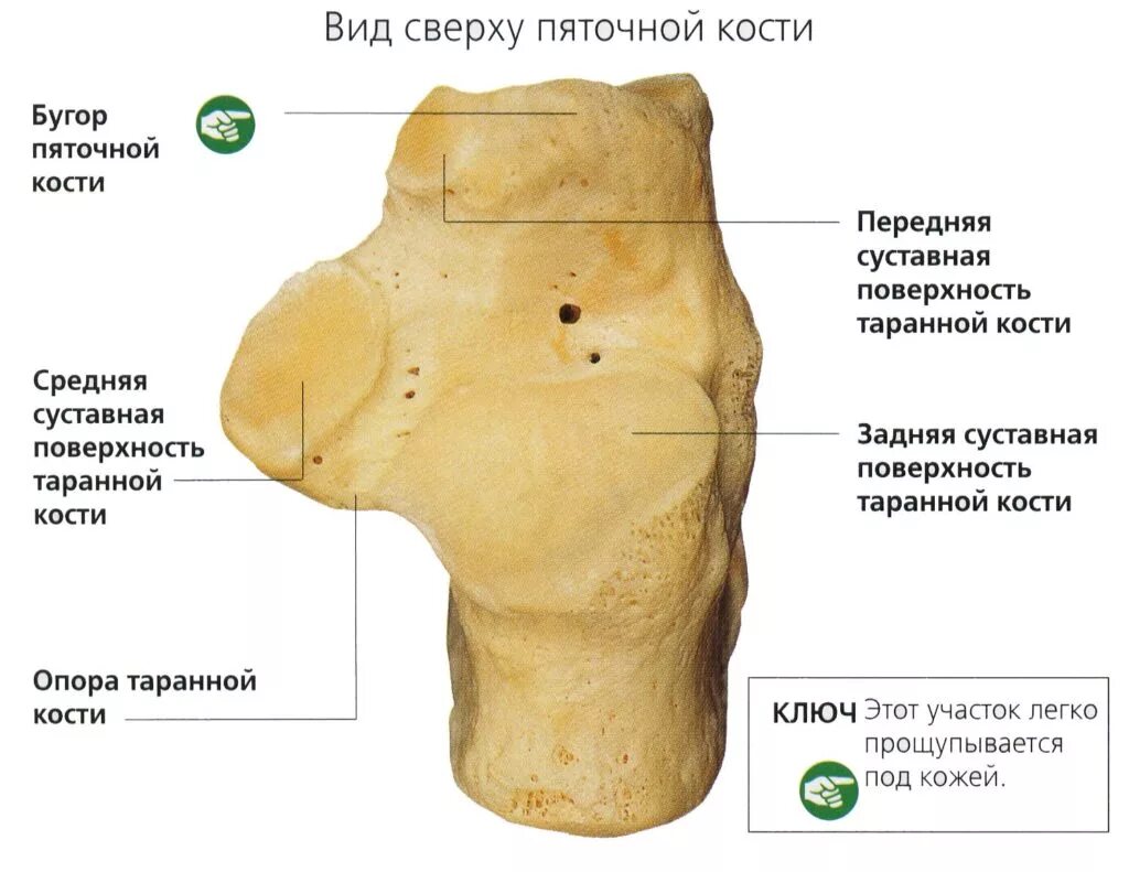 Пяточный бугор