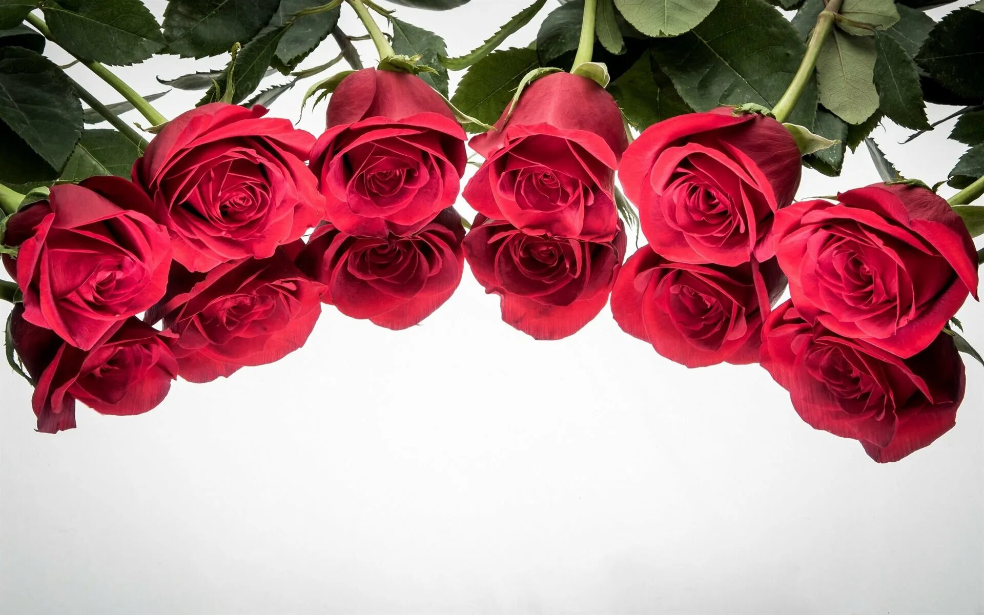 Красные розы. Розы фон. Цветы розы красные. Цветы горизонтальные. Розы снизу