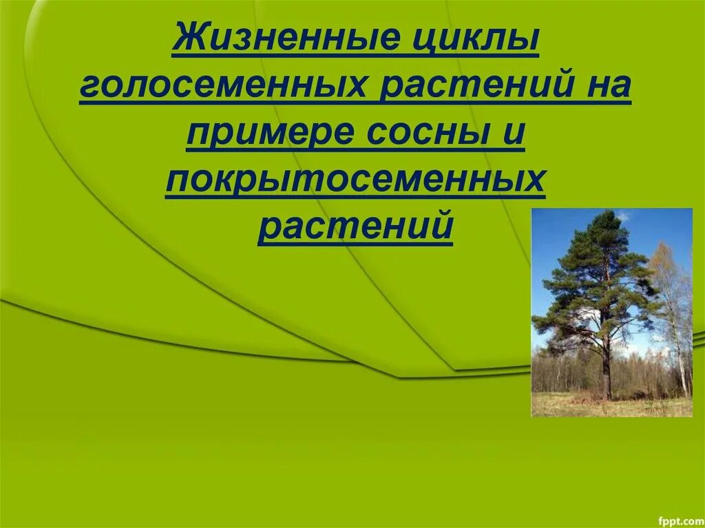 Жизненные формы отдела голосеменных. Жизненный цикл голосеменных и покрытосеменных. Цикл покрытосеменных и голосеменных растений. Жизненный цикл голосеменных растений. Жизненный цикл голосеменных сосна.