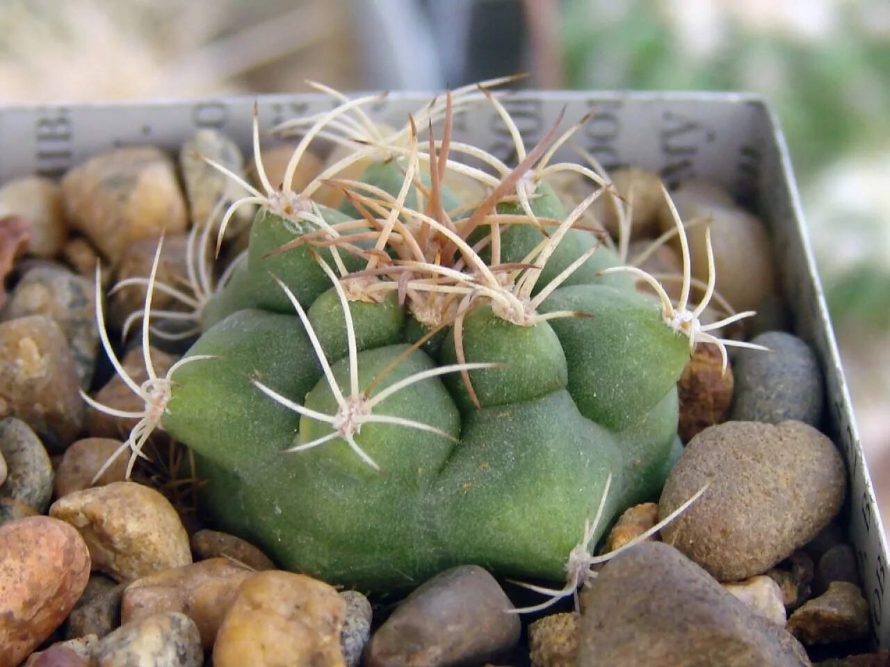 Cactus dg. Матукана тарапотенсис. Matucana tarapotensis KK 1602. Matucana polzii (Матукана). Matucana madisoniorum сеянцы.