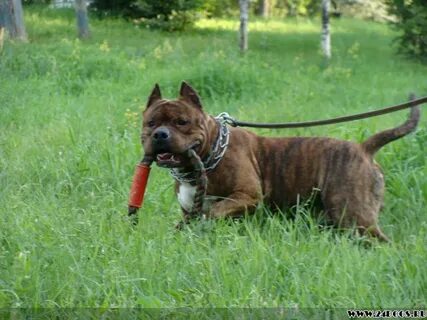 Медовое питомник растений
