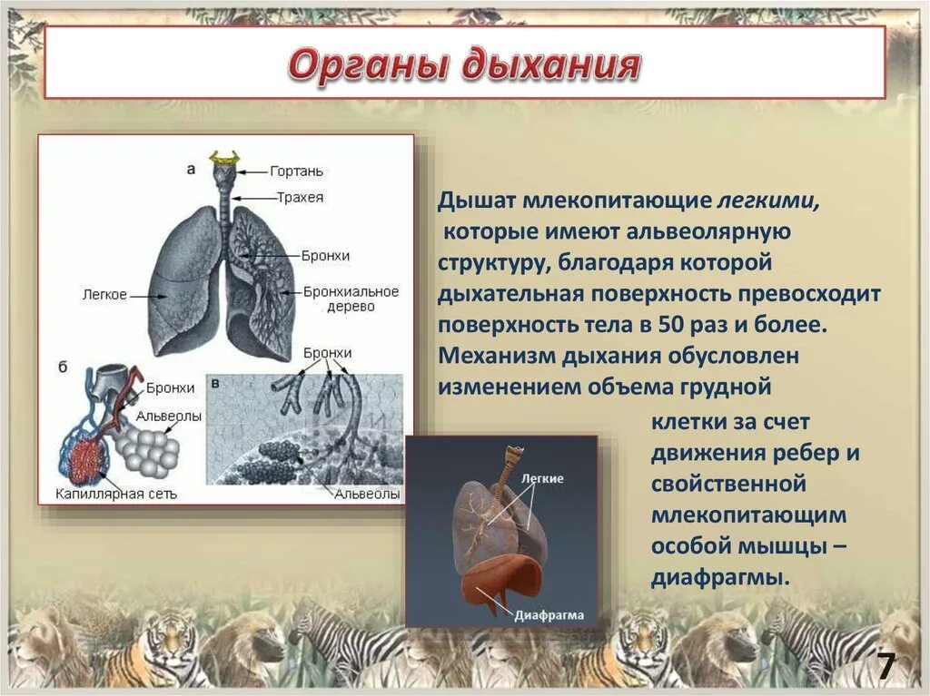 Особенности дыхания зверей