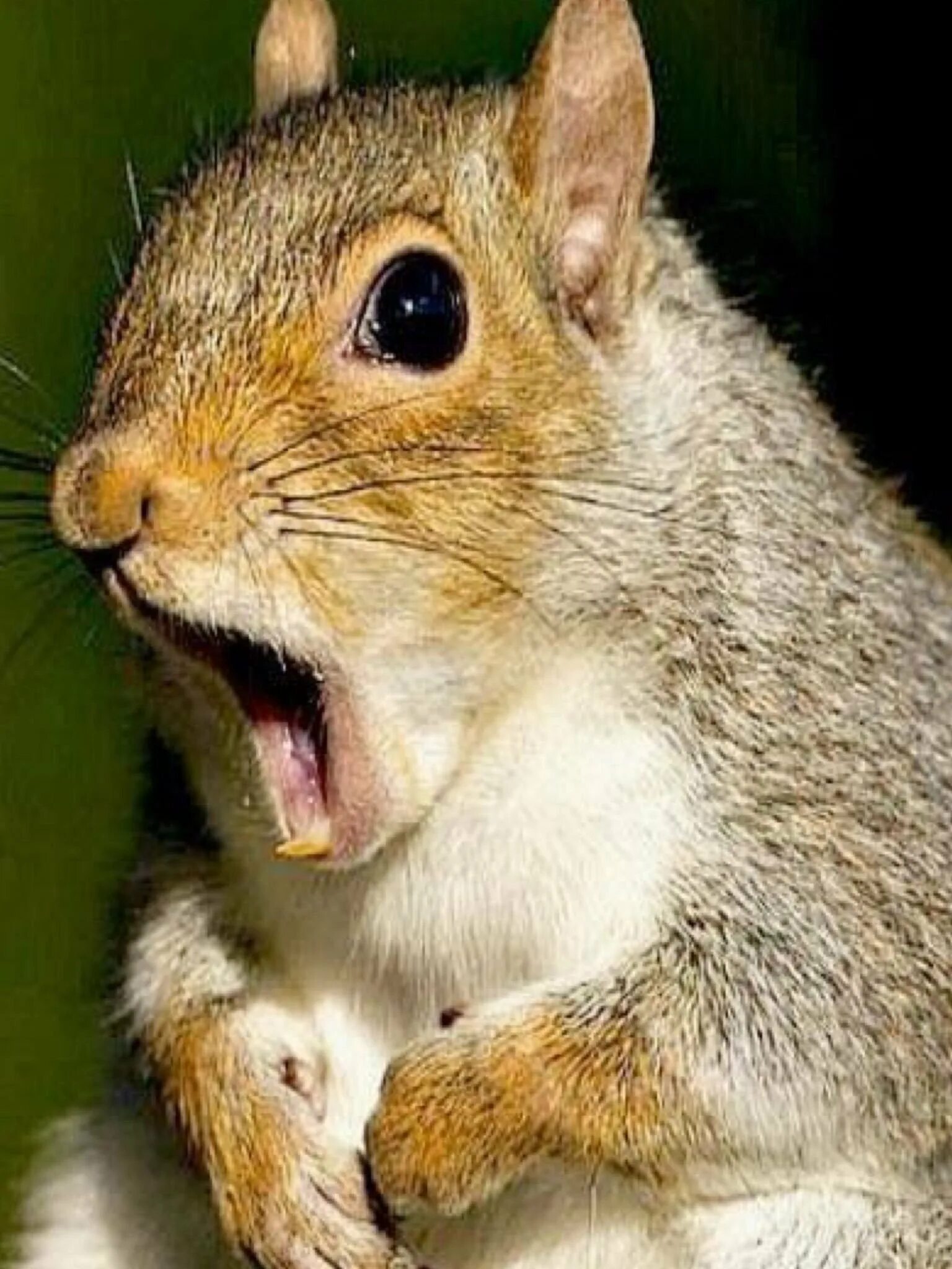 удивленная белка