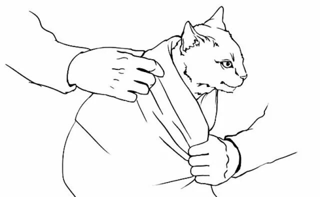 Почему кошка кашляет