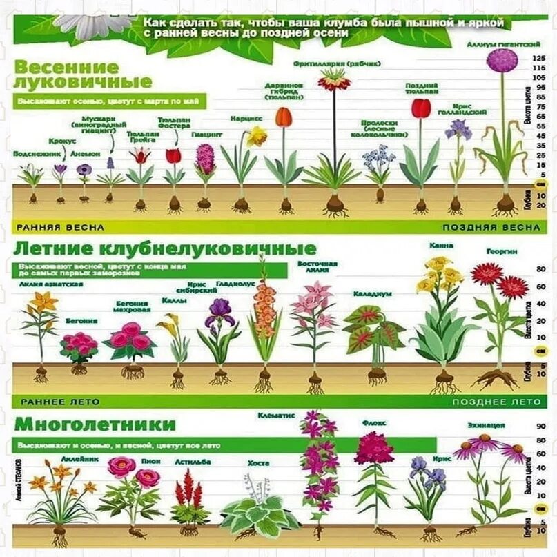 Что посеять в августе цветы. Клумбы с весны до осени. цветы цветущие с весны до поздней осени. цветущая клумба с весны до осени. клумба чтобы цвела с весны до осени.
