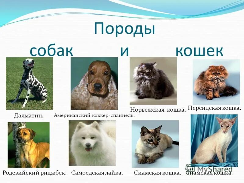 Любые название примеры. Ппроды кошелек и собак.. Породы кошек и собак. Породы домашних кошек и собак. Название собак.