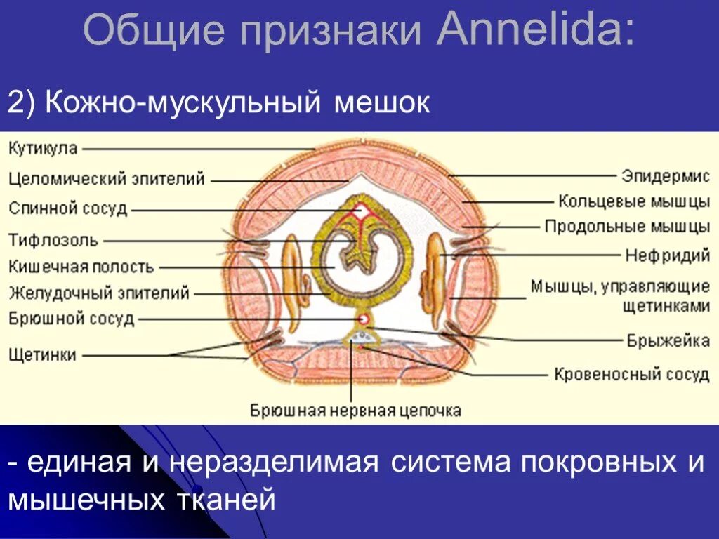 Кожно мускульный круглые черви. Кольчатые черви целомические мешки. Кольчатые черви кожно-мускульный мешок. Кольчатые черви мышцы кожно-мускульного мешка. Мускульный мешок круглых червей.