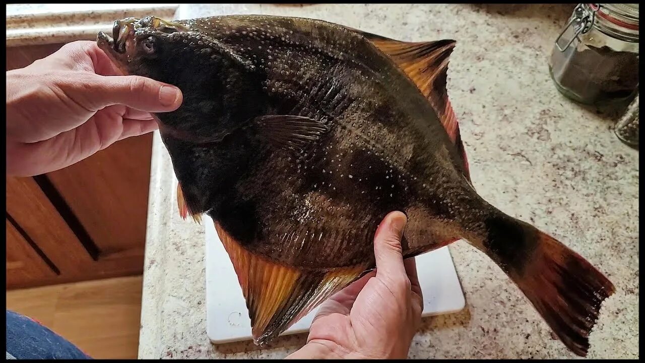 Камбала черноморская. Филе из камбалы. Мраморная камбала. Калкан азовский (камбала. Рыба калкан камбала черноморская.