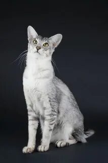 Oriental longhair